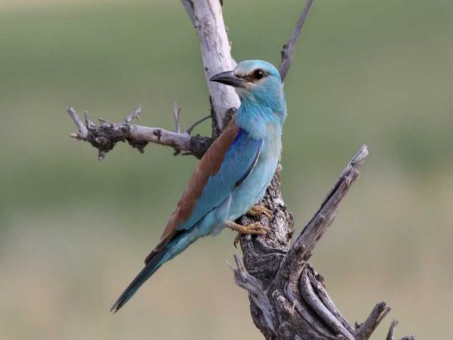 Птицы Южного Казахстана